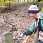 Les loups dans la forêt